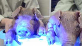 Glow in the dark piglets 