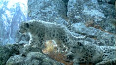 snow leopard cubs