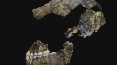 Homo naledi