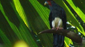 Red throated Caracara, Rio Napo, Ecuador