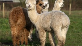 Alpacas