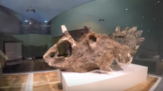 How we built the Fossils In Focus exhibit