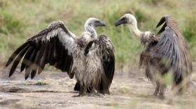 Vultures