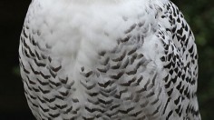 snowy owl 