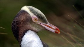A Yellow Eyed Penguin on Enderby Island in the sub