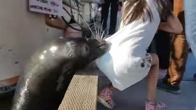 Sea Lion Grabs Little Girl