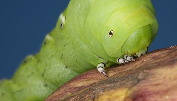 Tobacco Hornworm