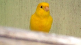 Canary