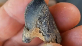 Rare Dinosaur Tooth Discovery Reveals Horned Dinosaurs in North America