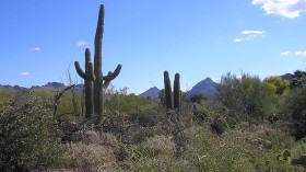 Sonoran Desert