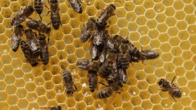 Urban Beekeeping Growing In Popularity