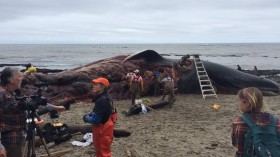 Dead Blue Whale in Bolinas