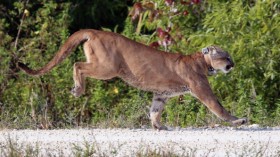 Florida panther