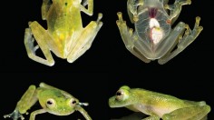The New Glassfrog Species in Life 