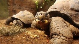 London Zoo Opens New Giants Of The Galápagos Exhibit