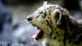 New Baby Snow Leopard Makes His Debut At NY's Bronx Zoo