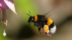 Bumblebee in flight