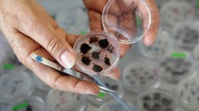 A Senior Research Scientist at Kew's Millennium Seed Bank in Sussex, England, examines her germinating seeds in petri-dishes.