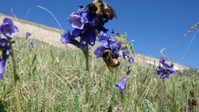 Skypilot and Bumblebees