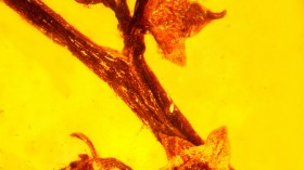 flowering plant is preserved in a 100-million-year-old piece of amber