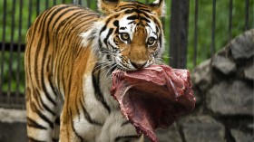 Siberian tigress with cubs 