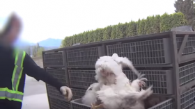 Workers Caught Ripping Limbs Off Chickens with Bare Hands