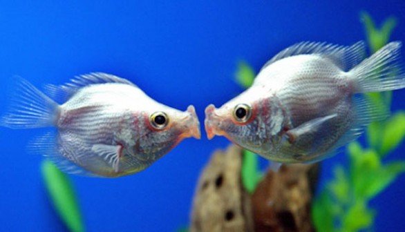 fish love