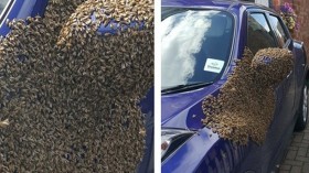 20,000 bees have taken up residence in a woman's car in the UK. Beekeepers are working to remove them safely.