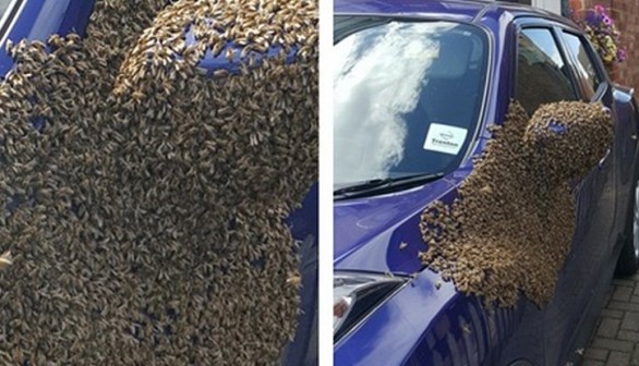 20,000 bees have taken up residence in a woman's car in the UK. Beekeepers are working to remove them safely.