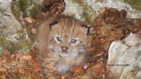 Balkan lynx kitten