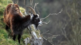 Tree-climbing goats disperse seeds after rumination.