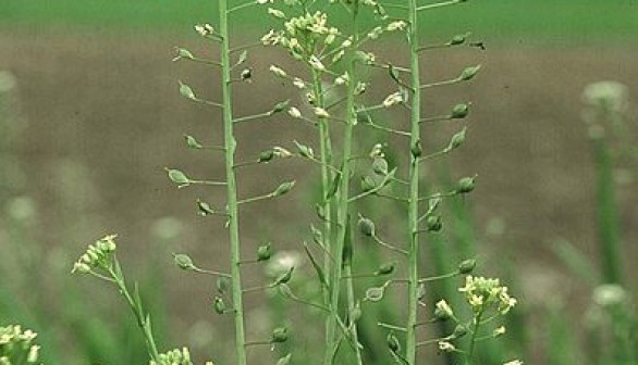 Camelina sativa