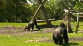 Zoo Miami Welcomes Two New Endangered Silverback Gorillas