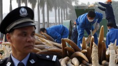 A police officer (L) stands guard as workers destroy confiscated ivory in Dongguan, Guangdong province January 6, 2014. 