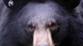 Moon Bear Rescue Centre In Chengdu