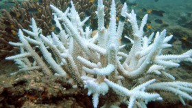 Bleached coral off Keppel Islands, Great Barrier Reef