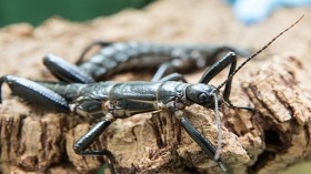 The Lord Howe walking Insect has been brought back from the edge of extinction.