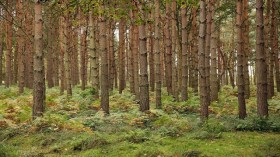 Trees are part an interconnect social system in a forest.