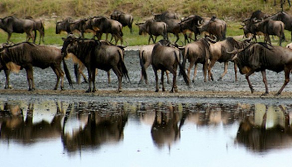 Wildebeest