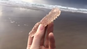 Pyrosome