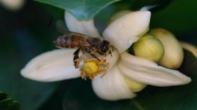 The heat tolerance of bees can be an indicator of ecological health.