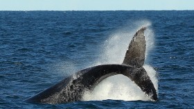 right whales