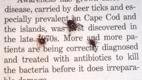 Ticks