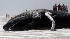 Marine Life from Whales to Plankton will be Killed by Air Guns