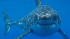 Great White Shark