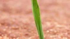 worker ant carries grass 