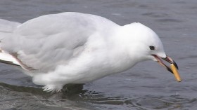 Smoking bird