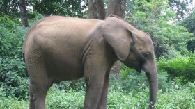 male African forest elephant calves like this one from the Ivory Coast are helping researchers determine migration patterns in Africa. 