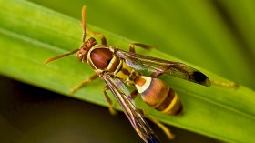 Wasp terrifying attacks in parts of Europe on the rise