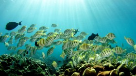 Hawaii Coral Reefs